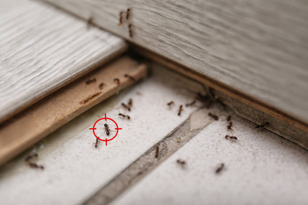 Best Rat Extermination Near Me  in Derwood, MD