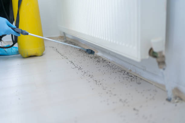 Best Pest Control Near Me  in Derwood, MD